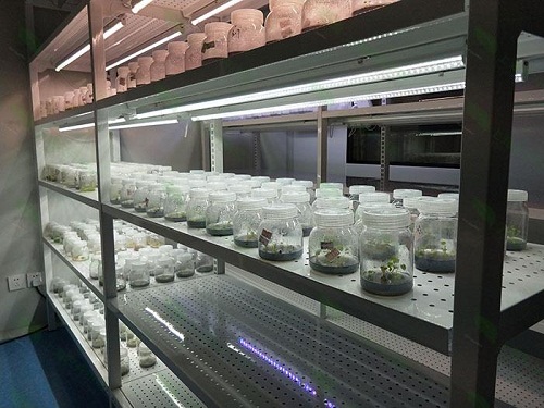 海陵植物组织培养实验室设计建设方案
